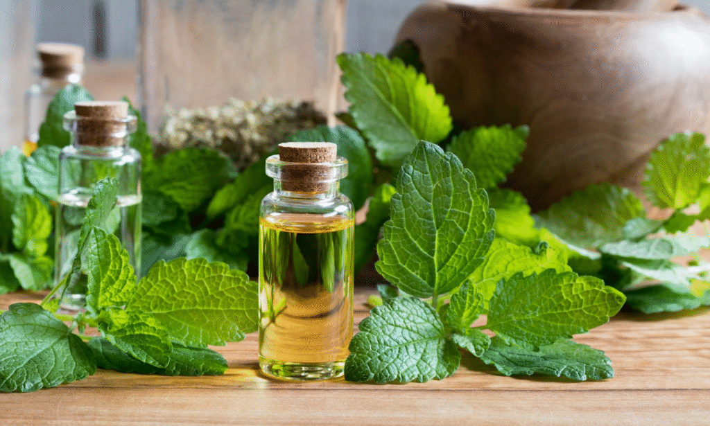 Lemon Balm vs Chamomile Tincture: Which Works in Cold Drinks? Lemon balm and green leafs